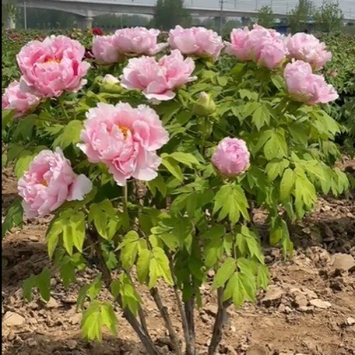 Cun Song Ying Peony high quality