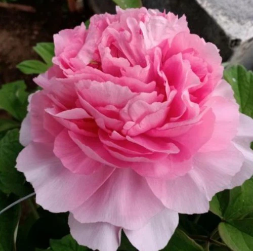 Guifei Chacui Peony suppliers