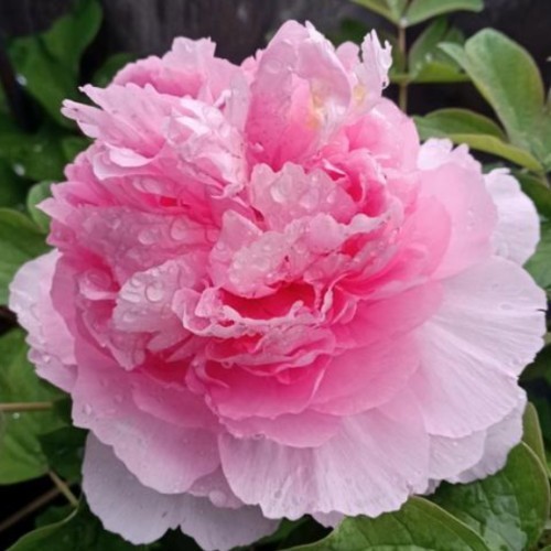 Guifei Chacui Peony best