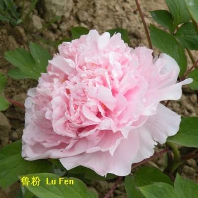 Lu Fen pioni