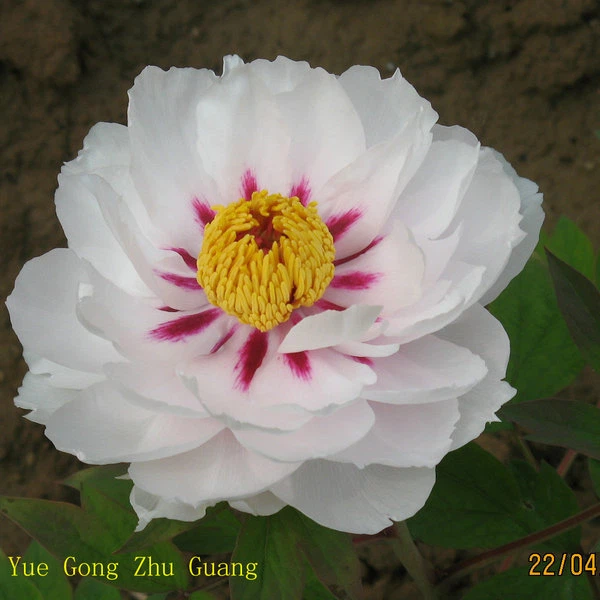 White Peony Seedlings